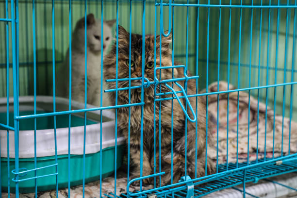 Kitten adoption Sydney